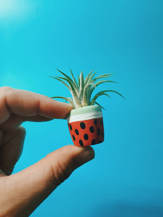 Watermelon Mini Planter with Plant
