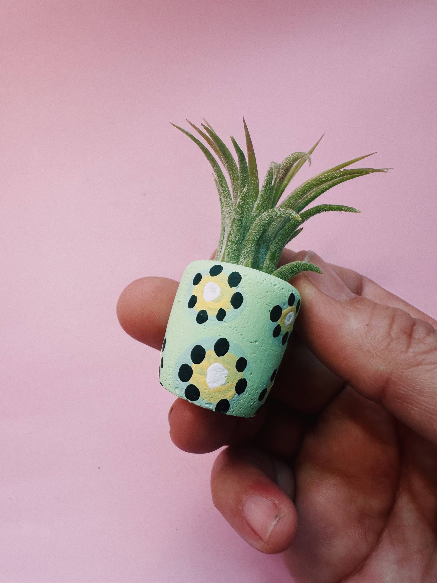 Kiwi Mini Planter with Plant