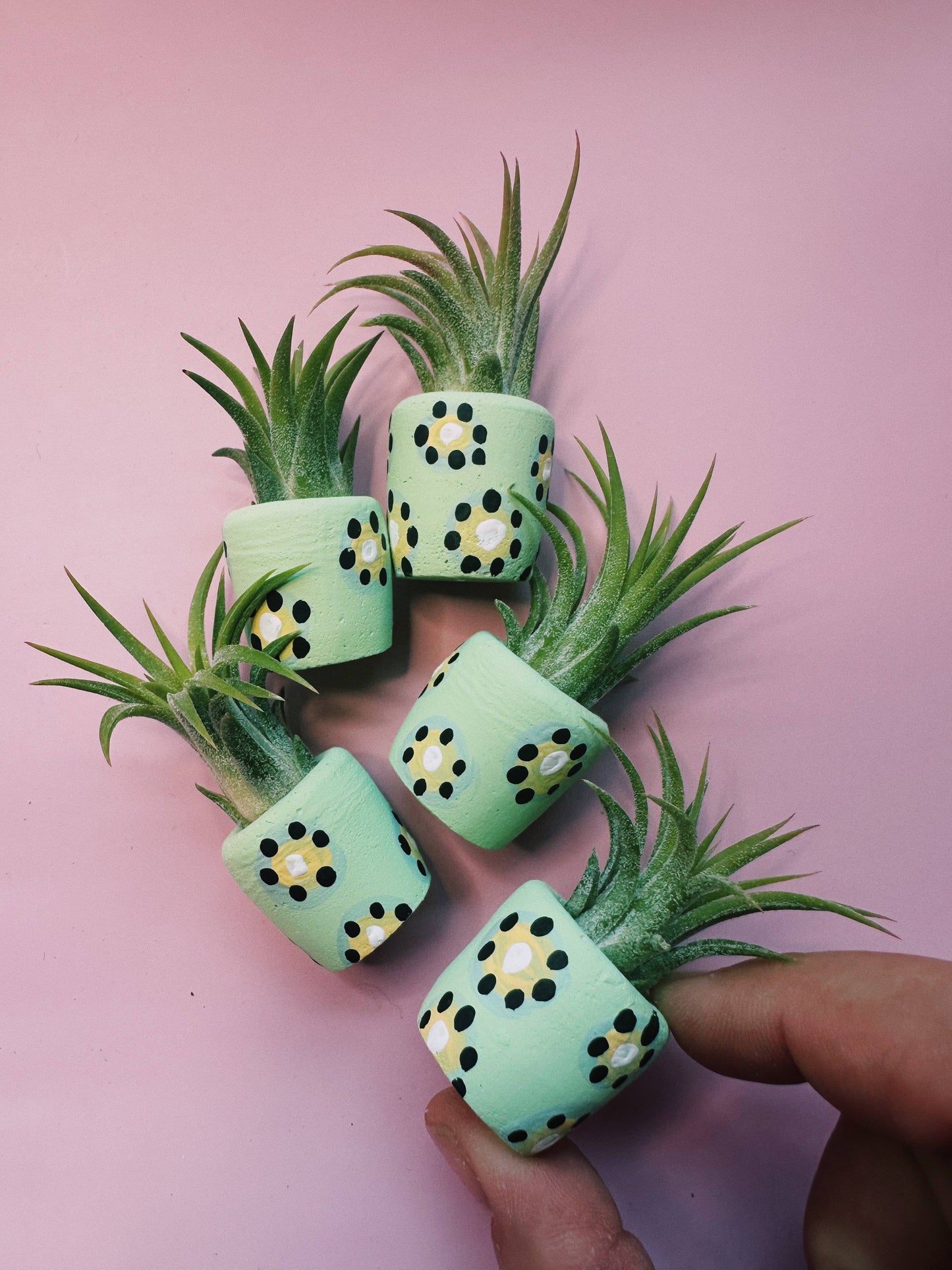 Kiwi Mini Planter with Plant