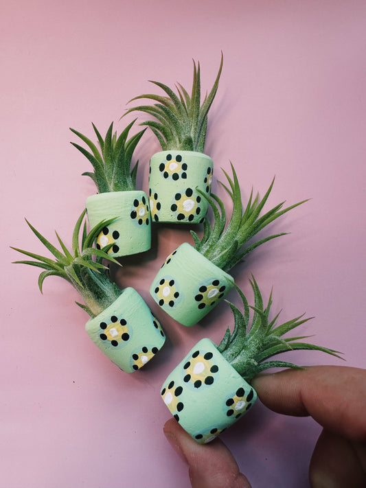 Kiwi Mini Planter with Plant