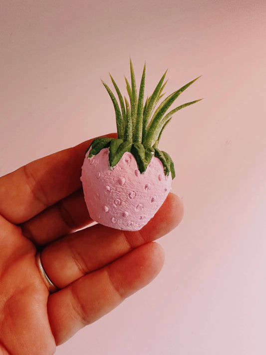 Pink Strawberry Patch Mini Planter and Air Plant