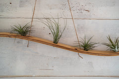 Large Wave Air Planter